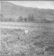 SA0410 - Photo of a man out standing in the field., Winterthur Shaker Photograph and Post Card Collection 1851 to 1921c